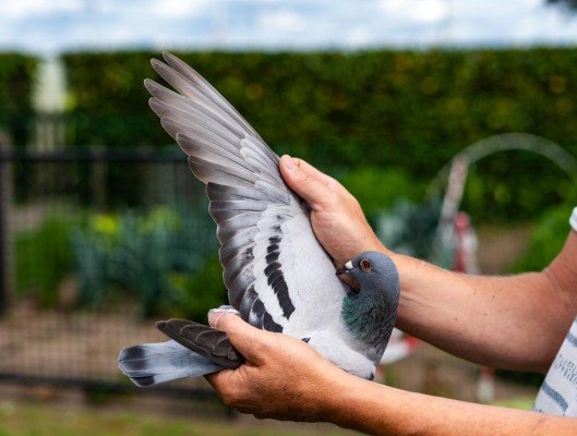 Kris van Massenhoven National winner Chateauroux I Old birds